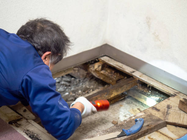 Elkhorn, WI Mold Remediation Company