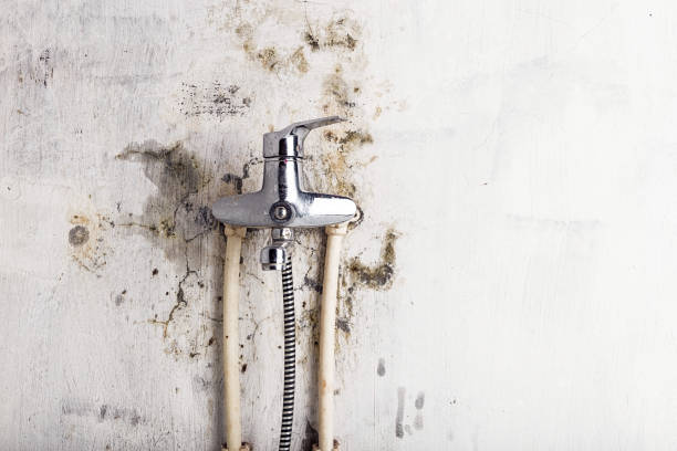 Best Residential Mold Remediation in Elkhorn, WI