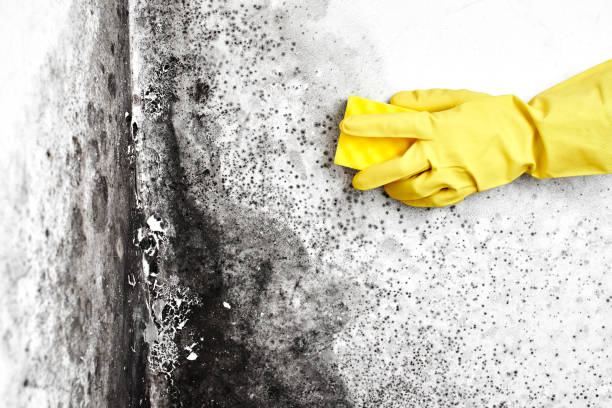 Best Attic Mold Remediation in Elkhorn, WI