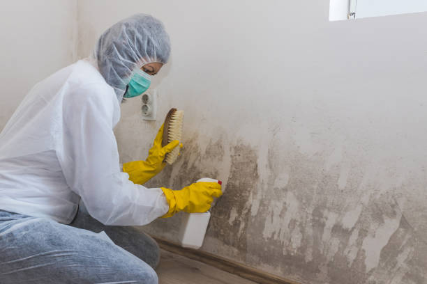 Best Insurance-Related Mold Remediation in Elkhorn, WI