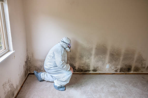 Best Industrial Mold Remediation in Elkhorn, WI