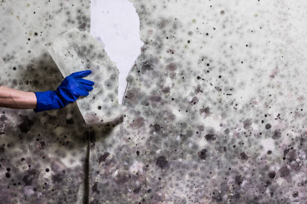Best Kitchen Mold Remediation in Elkhorn, WI
